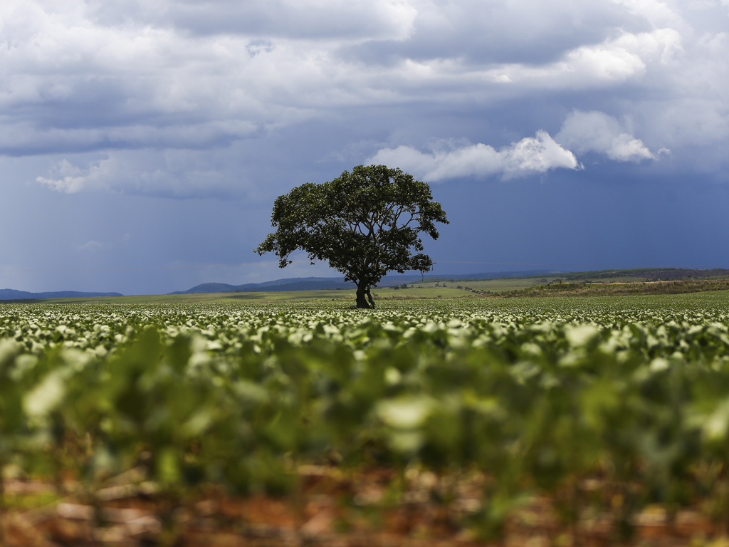 Clima safra Brasil Argentina