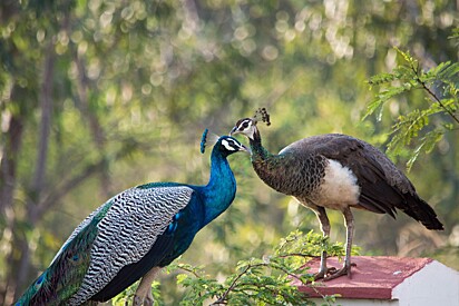 Um casal de pavão.