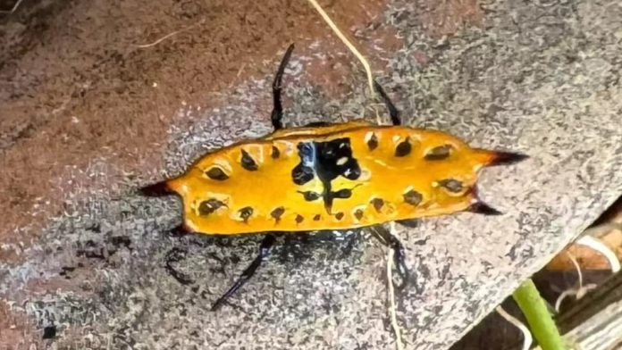 Australiana apanha susto de morte com aranha venenosa