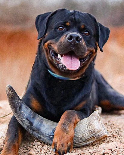 O cachorro Tito é da raça Rottweiler.