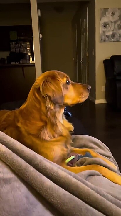 A cachorrinha estava concentrada assistindo ao filme.