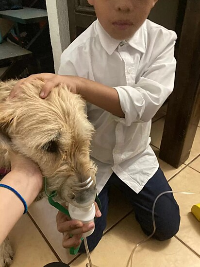 A cachorrinha precisa fazer nebulização para recuperar a sua saúde.