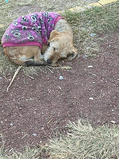 Catalina foi encontrada vivendo nas ruas apenas com um vestidinho.