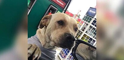 Cachorrinha defende funcionário de posto de combustíveis durante confusão com homem inesperado