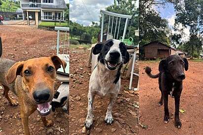 Os outros três cães são mais jovens que Suzi.