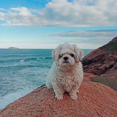 A pet foi adotada de uma ONG.