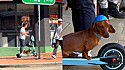 Cão é visto andando com seu tutor de scooter e usando capacete.