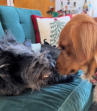 A pet mostrando os dentes para o irmão canino.