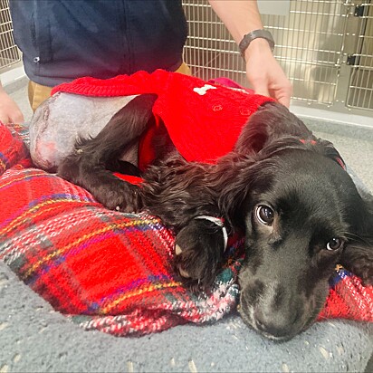 A cachorrinha está se recuperando no pós-operatório.