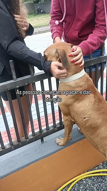 O cachorro vira-lata caramelo recebendo carinho no portão.