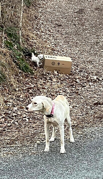 A cadela parecia estar esperando pelas pessoas que a abandonaram. 