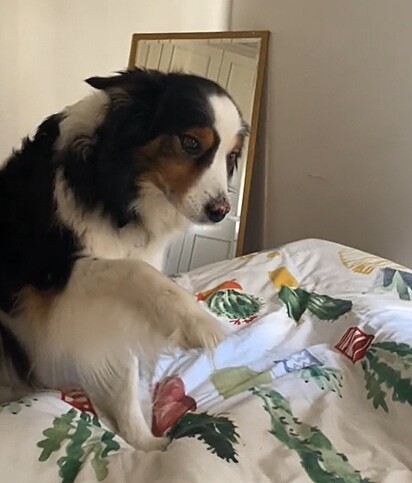 A Border Collie ensaiando a forma como iria acordar a visita