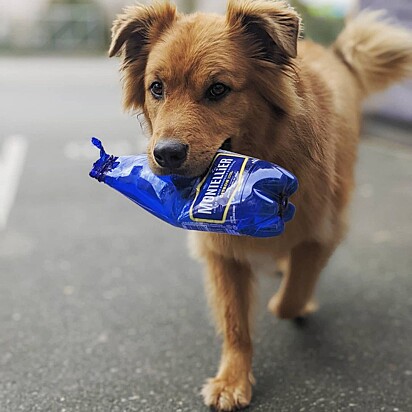 Essa compulsão do cão trouxe benefício a outros.