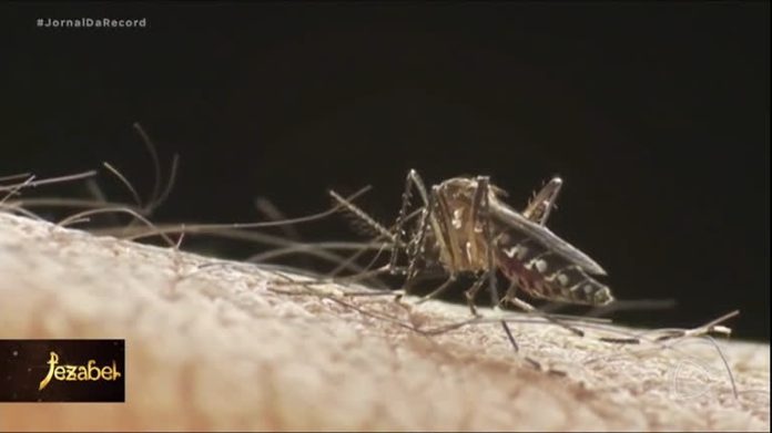 Casos de chikungunya crescem no Brasil, e mais de 3 mil pacientes podem estar infectados - Notícias