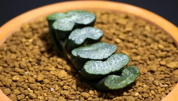 Cultive a beleza singular da Suculenta Dente de Cavalo (Haworthia Truncata) no seu jardim com ESTE passo a passo