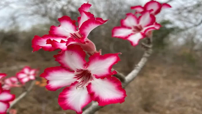 Deixe sua Rosa do Deserto (Adenium obesum) mais segura com ESTA receita de fertilizante caseiro