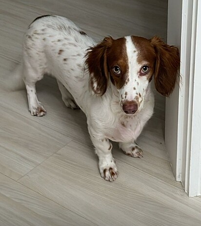 Cookie, o cachorro da Franciny Ehlke. Ele serviu de inpiração para a make da tutora.