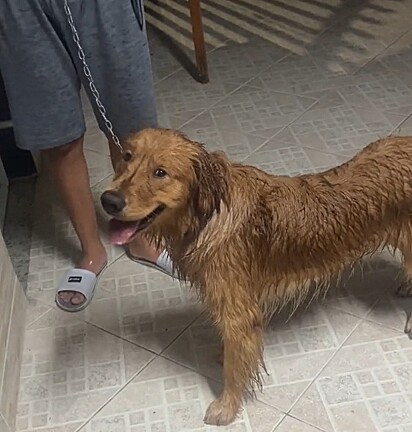 Apollo saiu da piscina, mas logo deu um jeito de voltar.