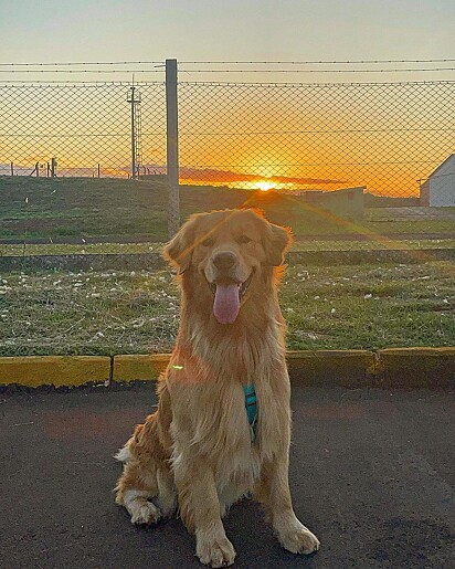 O pet adora uma diversão.