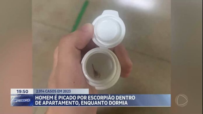 Homem é picado por escorpião dentro de apartamento em Águas Claras - Brasília