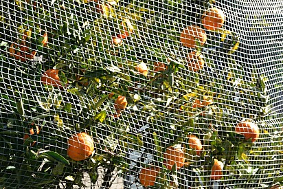 As redes de frutas são ilegais na Austrália.