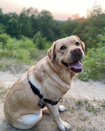 O labrador Louise.