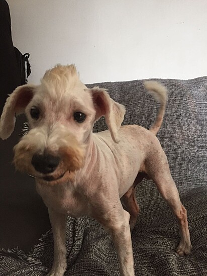 O marido pediu ao groomer para fazer um moicano no cachorro.