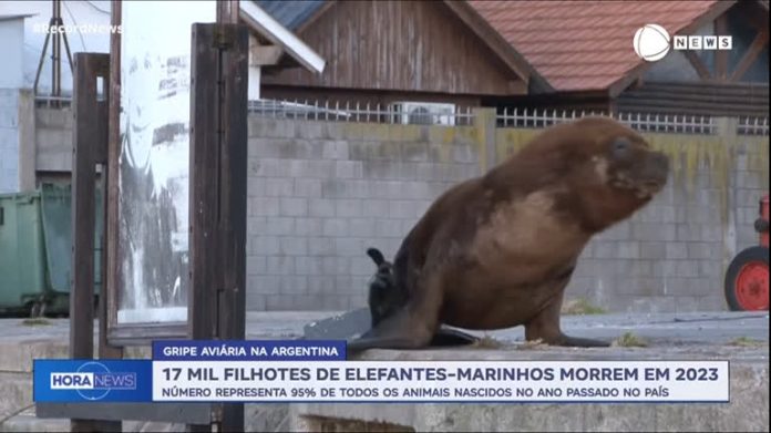 Morrem cerca de 17 mil filhotes de elefantes-marinhos devido à gripe aviária na Argentina - Notícias