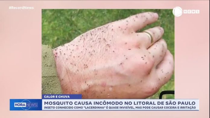 Mosquito 'lacerdinha' se prolifera no litoral paulista e causa incômodo nos moradores - Notícias