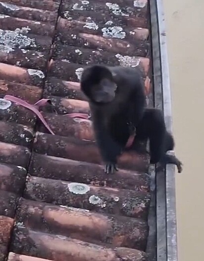 O macaquinho caminhando no telhado.