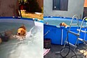 O golden retriever invade a piscina do vizinho, mas a festa é interrompida após o dono receber uma ligação.