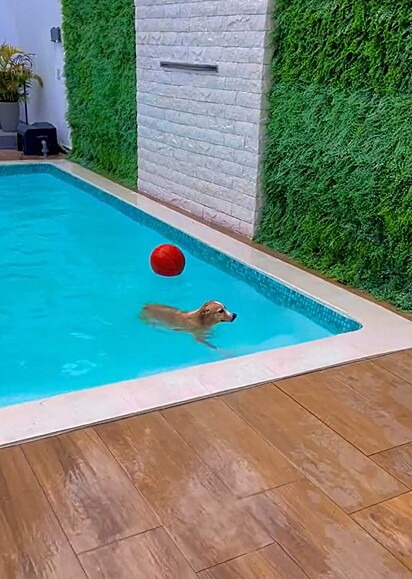 Zeca se divertindo na piscina.