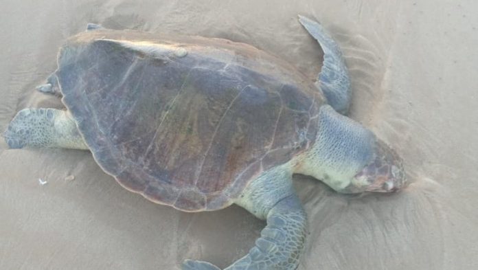 Tartaruga marinha é encontrada morta na faixa de areia de praia em Sergipe | Sergipe