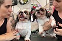 Shih-tzu faz o maior escândalo após precisar cortar as unhas no pet shop.