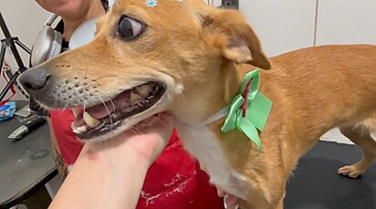 Após árduo trabalho, a cachorrinha ficou livre dos parasitas.