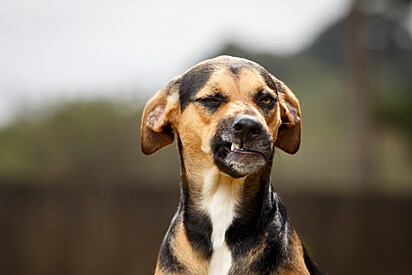 Dar comprimido para um cachorro pode ser difícil.