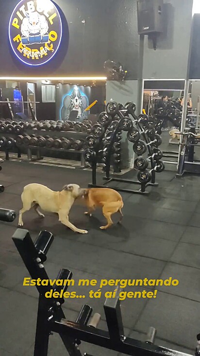 Dupla de caramelos entra para brincar em academia.