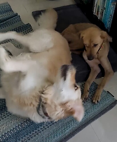 Aos poucos, ela foi aprendendo com os outros cães que os humanos podem ser bons.