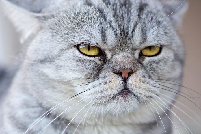 3 horas de expressões faciais desvendam o que os gatos sentem