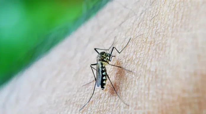 7 dicas infalíveis para proteger sua casa e sua família do mosquito