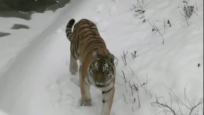 Animais de zoológico da Ucrânia passam fome com fábricas de ração destruídas e operários na guerra - Notícias