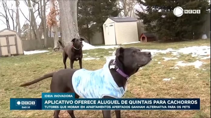 Aplicativo oferece aluguel de quintais para cachorros - Notícias