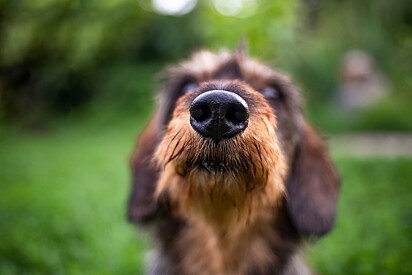 Os cães conseguem farejar objetos ou pessoas a até 20 km de distância. 