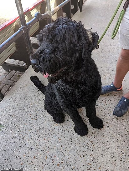 Barney está feliz e prosperando rapidamente. 