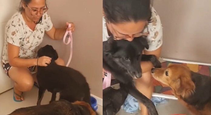 Após um ano de adoção, cachorrinha é devolvida a abrigo com o rabinho entre as pernas - RPet