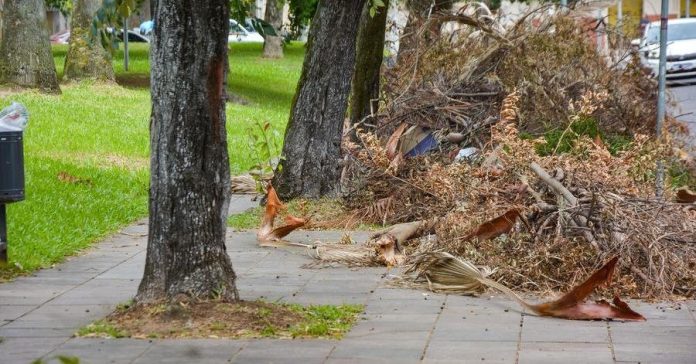 Árvores derrubadas no temporal de janeiro atrapalham pedestres no bairro Santana