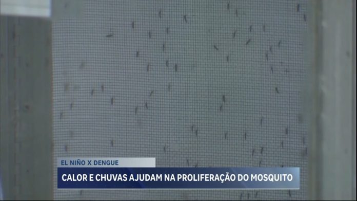 Aumento de casos de dengue em MG pode ter relação com El Niño, segundo especialistas