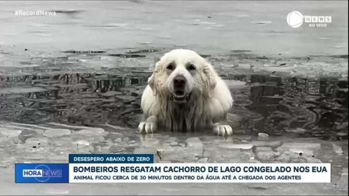 Bombeiros resgatam cachorro em lago congelado nos Estados Unidos - Notícias