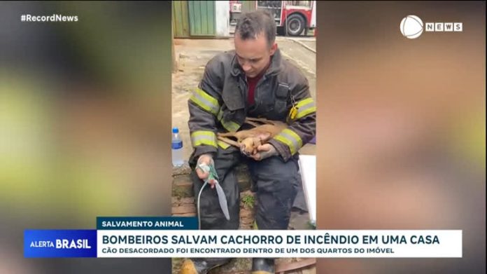 Bombeiros salvam cachorro de incêndio no interior de São Paulo com máscara de oxigênio - Notícias