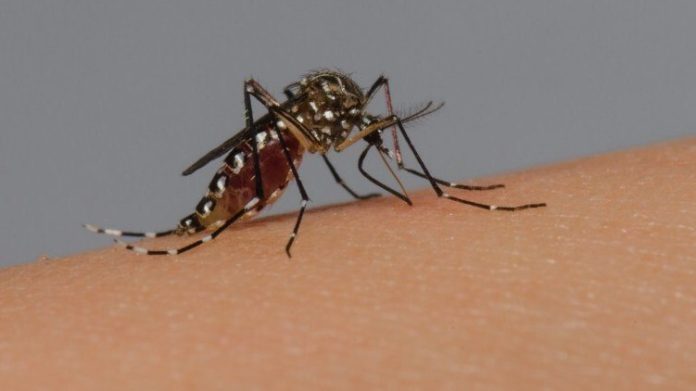 Brasil chega à marca de meio milhão de casos prováveis de dengue e 75 mortes confirmadas - Notícias